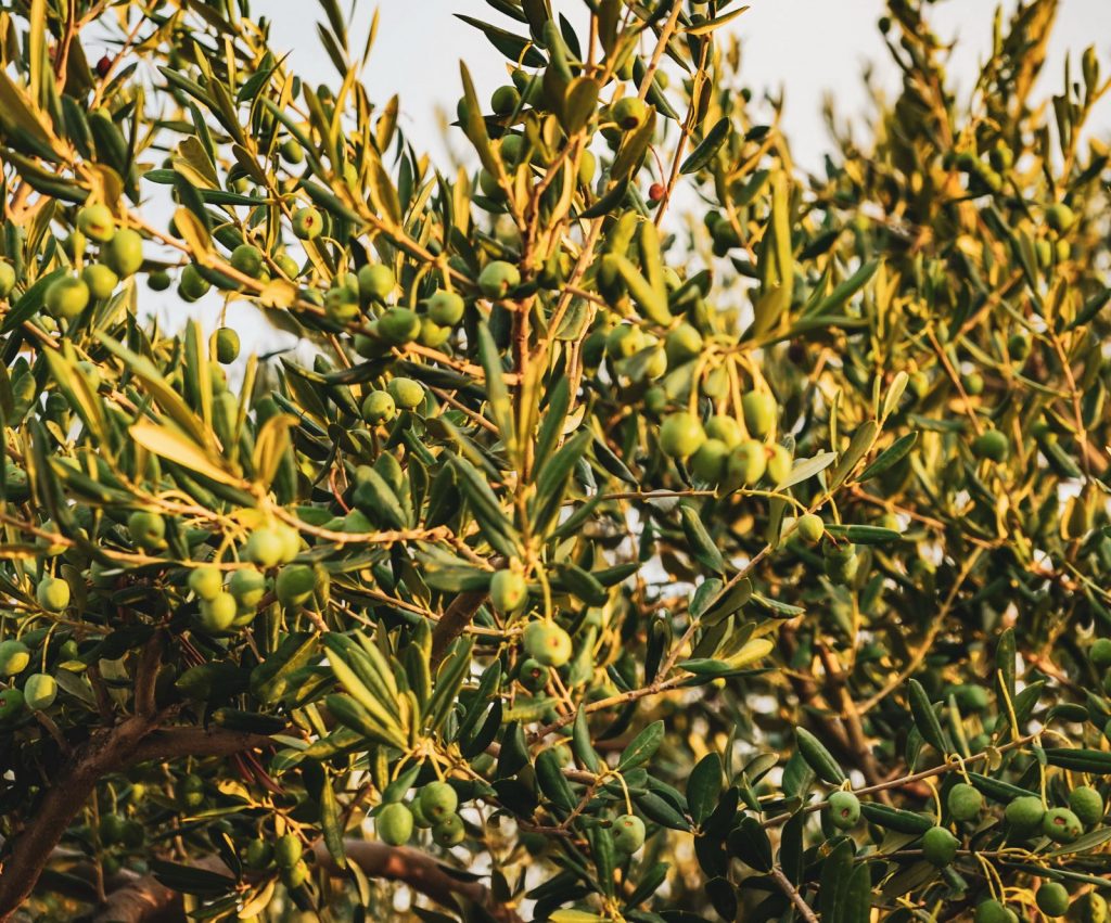 Чем отличаются маслины от оливок?