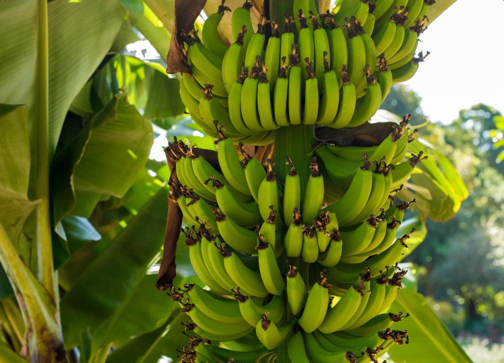 Правда ли что коронавирус передается через бананы?