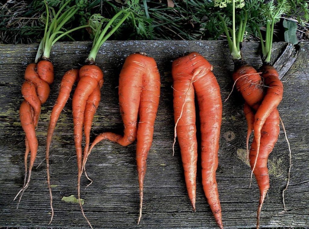 Почему вырастает корявая морковь?