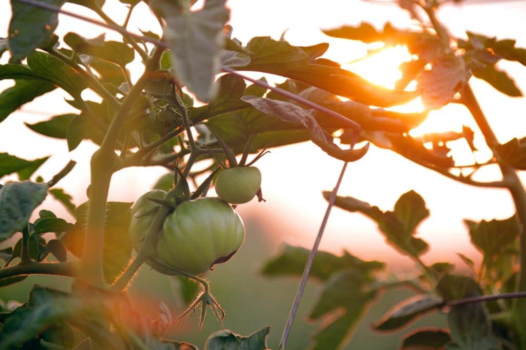 Как дозреть зеленые помидоры?