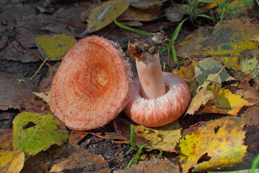 Грибы волнушки: фото и описание, как выглядят съедобные волнушки | Грибы, Дикие грибы, Растения