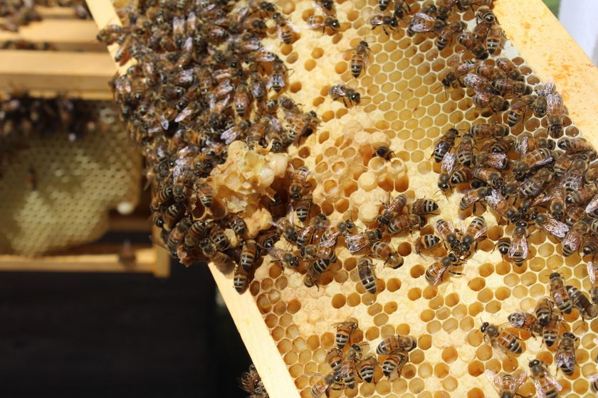 Можно ли глотать воск, когда ешь мед в сотах?
